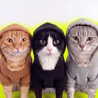 Hood Cats (HOODCATS) token icon