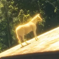 Horse on Roof (HOR) token icon