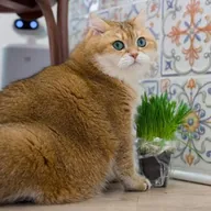 Hosico the Cat (HOSICO) token icon