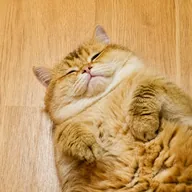 Hosico Cat (HOSICO) token icon