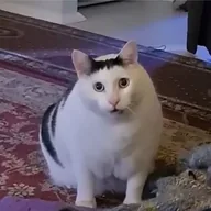 Huh The Viral Cat (HUH) token icon