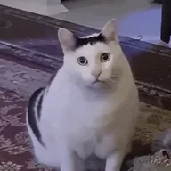 HUHCAT (HUHCAT) token icon