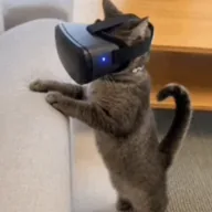 Humping Cat (HUMPCAT) token icon