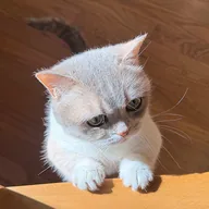 Hypurr (HYPURR) token icon