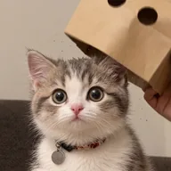 Identified Cat (ICAT) token icon