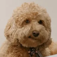 Indie The Dog (INDIE) token icon