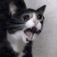 Screaming cat (INKKY) token icon