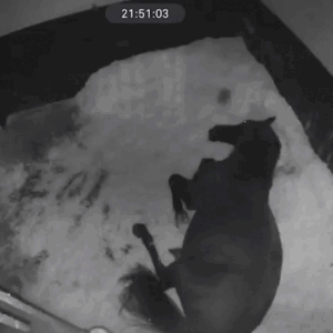 Insomnia Horse (INSOMNIA) token icon