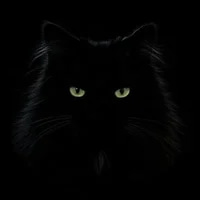 Invisible Cat (INVISIBLE) token icon