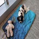 RobinHood Office Dog (IZZY) token icon