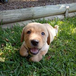 Jake The Frog (JAKE) token icon