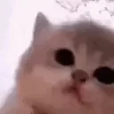 Jam Cat (JAMCAT) token icon