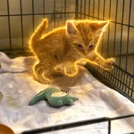 JB the Cat (JB) token icon
