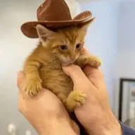 JB the Cat (JBNUT) token icon