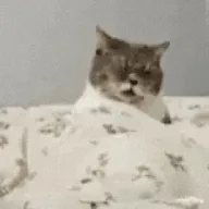 Jerking cat (JCAT) token icon