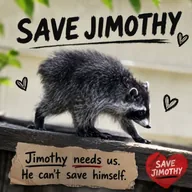 SAVE JIMOTHY THE RACCOON (JIMO) token icon