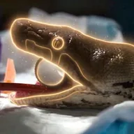 The Miracle Python (JODIE) token icon