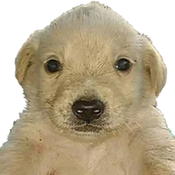 PERRO DINERO (JOTCHUA) token icon