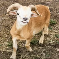 The Retarded Goat (JULIANO) token icon