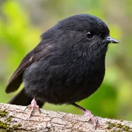 the black robin (KARURE) token icon