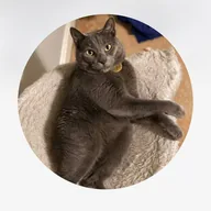 Kermit the cat (KERMIT) token icon
