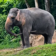 elephantwifrake (KHAMPHONG) token icon