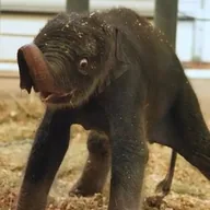 New Baby Elephant Houston Zoo (KIRBY) token icon