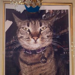 Remember KitKat (KITKAT) token icon