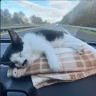 Kitler (KITLER) token icon
