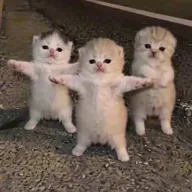 Dancing Kittens (KITTENS) token icon