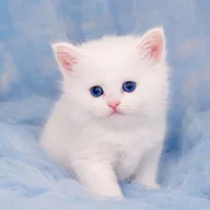 KITTY (KITTY) token icon