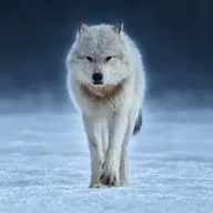 The Alpha Wolf (KONA) token icon