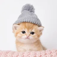 Kitten Wif Hat (KWIF) token icon