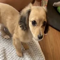 Little Dog Need Help (LDNH) token icon