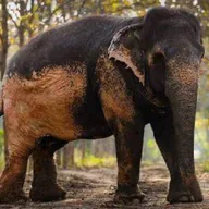 Leelavati The Elephant (LEELAVATI) token icon