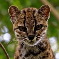 Leopardus Tilcayo (TIGRINO) token icon
