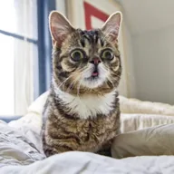 Lil BUB (LILBUB) token icon