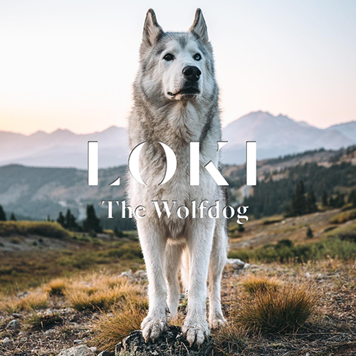 Loki the Wolfdog (LOKI) token icon
