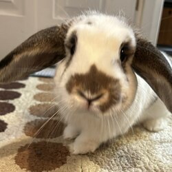 Solport Tom's bunny Lola (LOLA) token icon