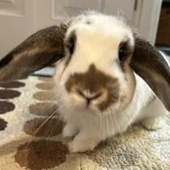 Solport Tom's bunny Lola (LOLA) token icon