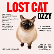 Lost Cat (OZZY) token icon