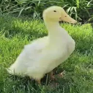 The Miracle Duck (LOUIE) token icon