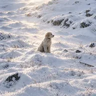 The Odyssean Dog (LOULOU) token icon