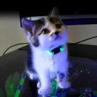 NVIDIA CAT (LUCKY) token icon