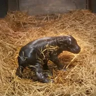 The Pygmy Hippo (MAPLE) token icon
