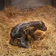 The Pygmy Hippo (MAPLE) token icon