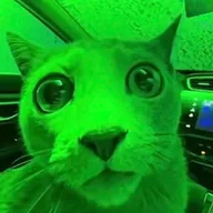 Market Cat (MARKETCAT) token icon