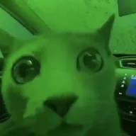Market Cat (MARKETCAT) token icon