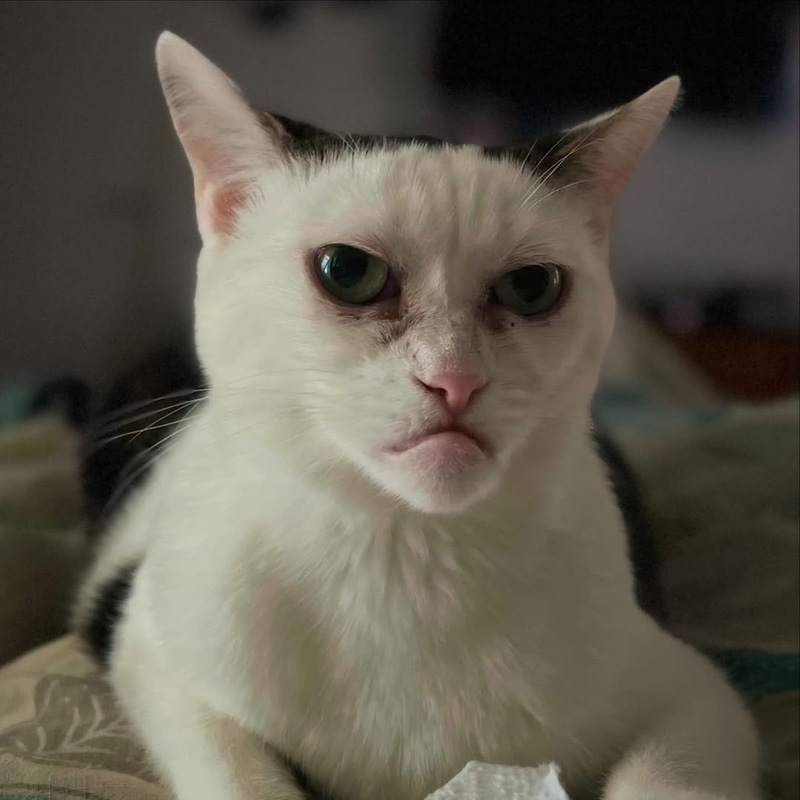 MARLACATS (MARLA) token icon