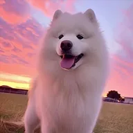 Maya The Samoyed (MAYA) token icon